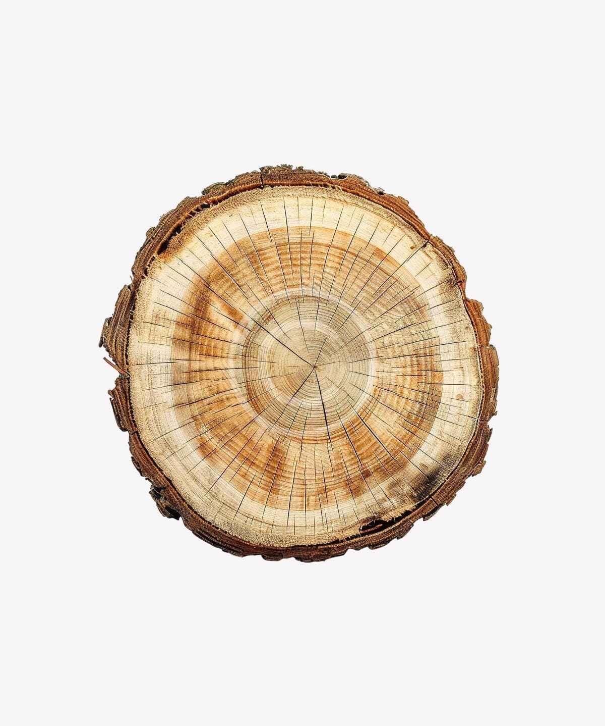 Rustic wood slice coaster