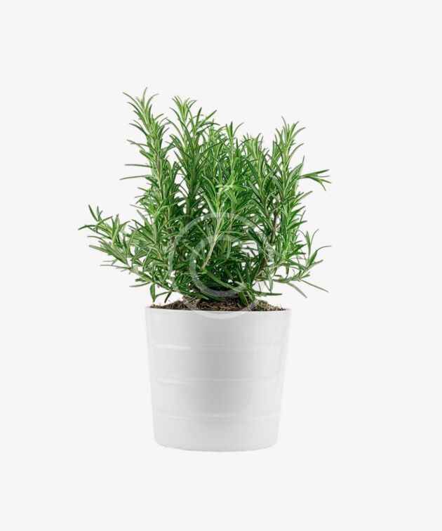 Fresh rosemary herb in white pot