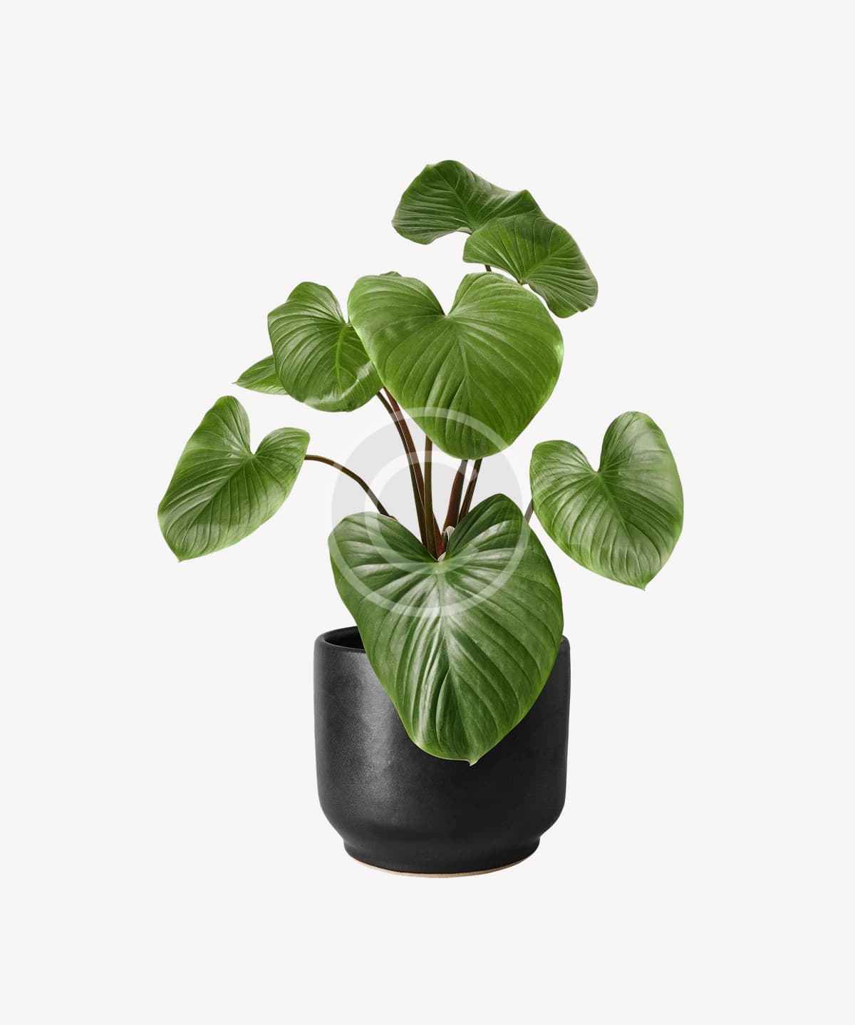 Heartleaf philodendron in matte black pot