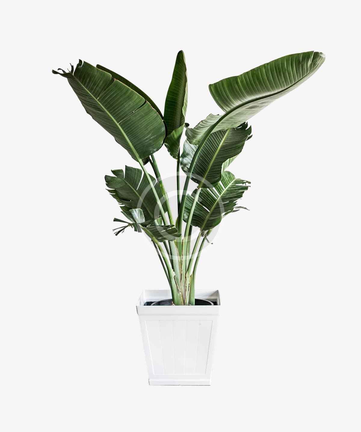 Tropical banana plant in tall white planter