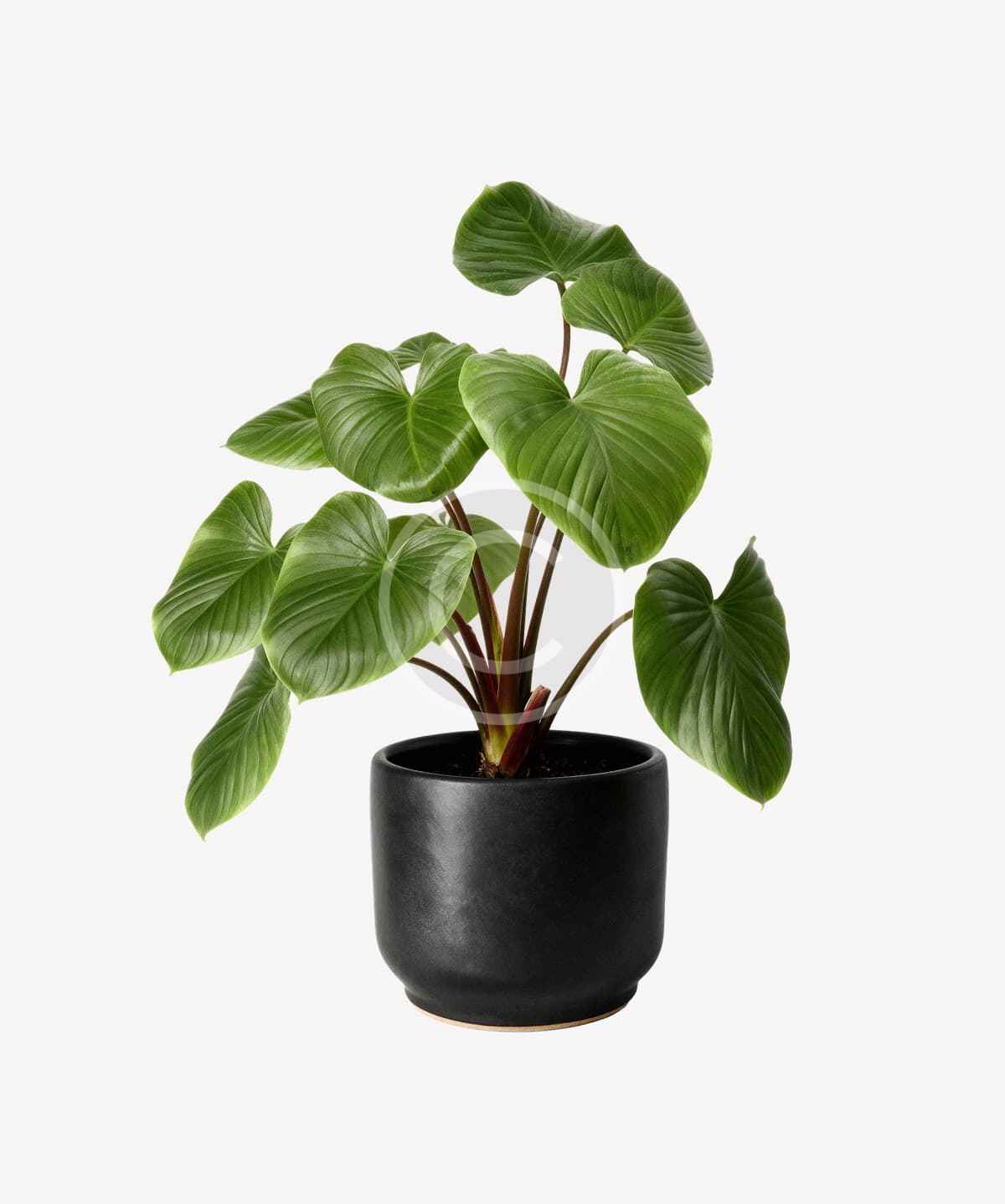 Heartleaf philodendron in matte black pot - Image 2