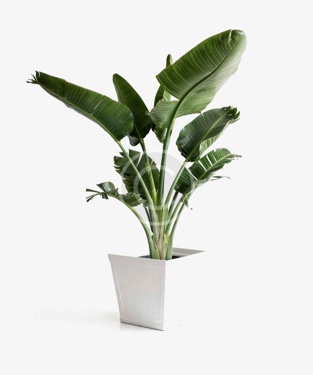 Tropical banana plant in tall white planter - Image 2
